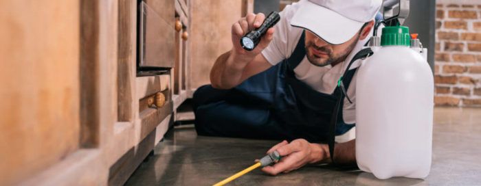 5 Tips to Choosing a Pest Control Company in Frisco TX
