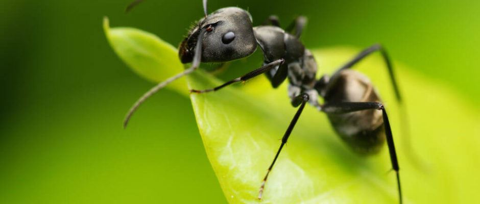 DIY Pest Control Spray: Organic pest control for plants that WORKS! 