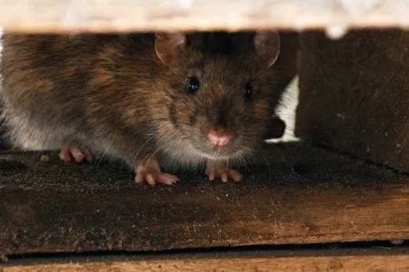 mouse hiding in a home