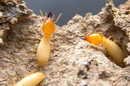 termites on wood