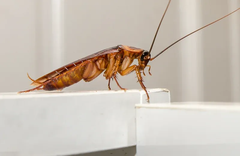 cockroach in kitchen