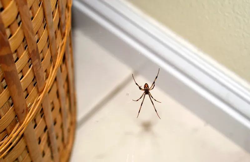 Spider hiding behind a basket