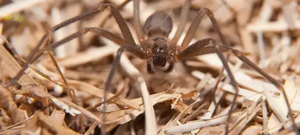 brown recluse