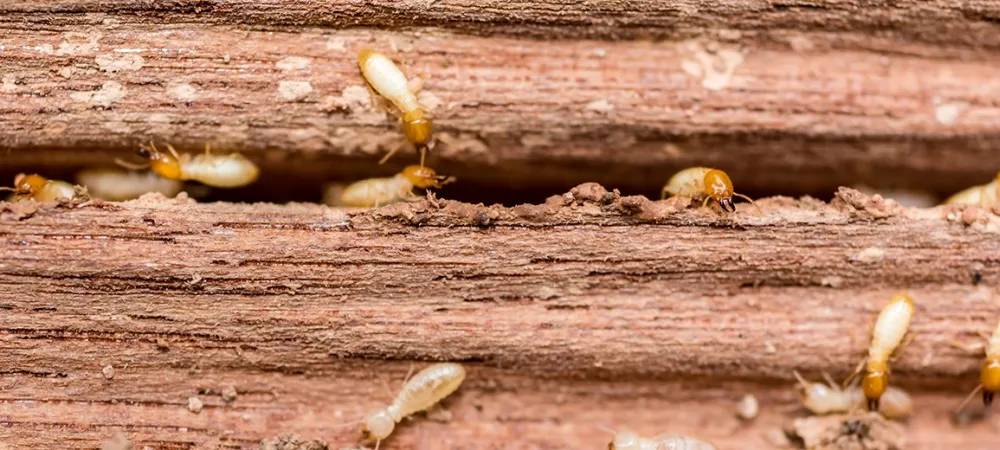 termite